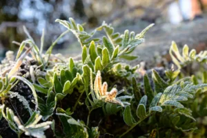 Kan kunstige planter tåle frost