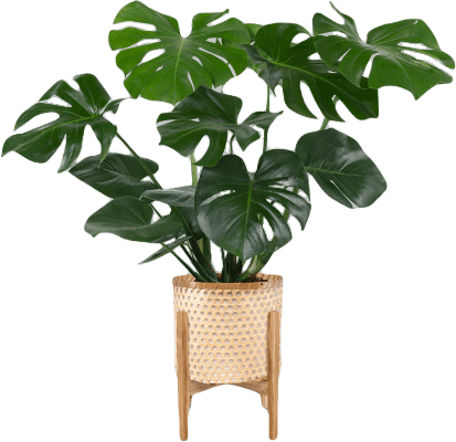 køb en store kunstig monstera plante til stuen